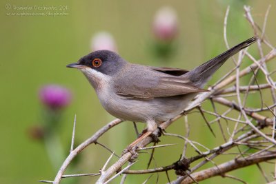 Mntries's Warbler (Sylvia mystacea ssp mystacea)