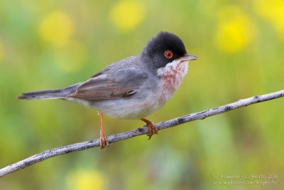 Mntries's Warbler (Sylvia mystacea ssp mystacea)