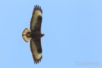 Long-legged Buzzard (Buteo rufinus)