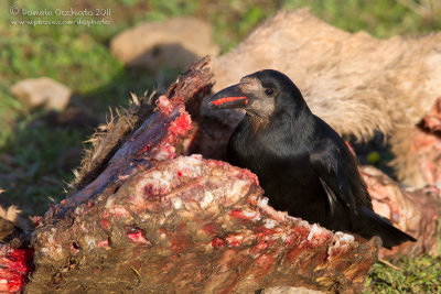 Rook (Corvus frugilegus)