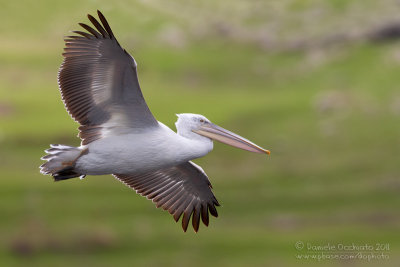 Dalmatian Pelican (Pellicano riccio)