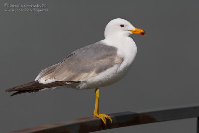 Armenian Gull (Larus armenicus)