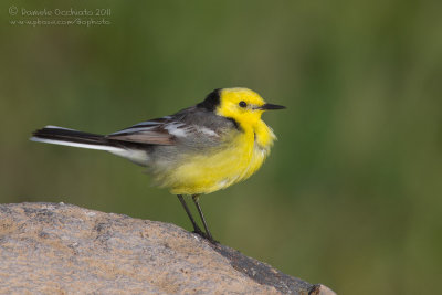 Citrine Wagtail (Motacille citreola ssp citreola)