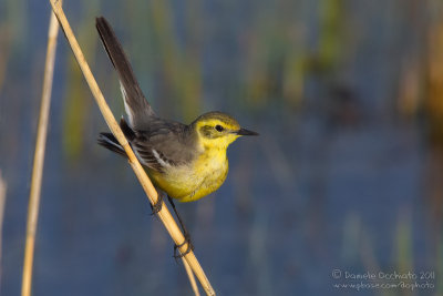 Citrine Wagtail (Motacille citreola ssp citreola)