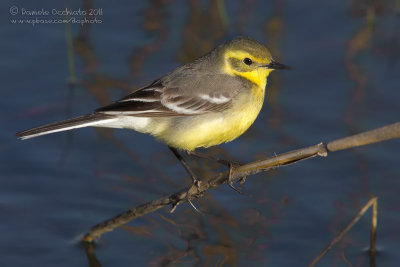 Citrine Wagtail (Motacille citreola ssp citreola)