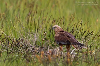 Marsh Harrier (Circus aeruginosus)