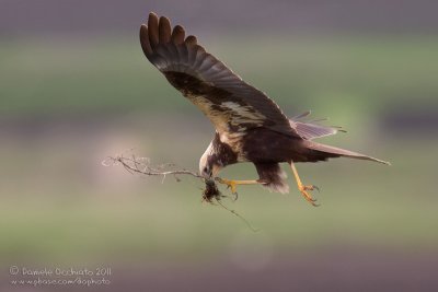 Marsh Harrier (Circus aeruginosus)