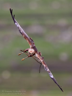 Marsh Harrier (Circus aeruginosus)