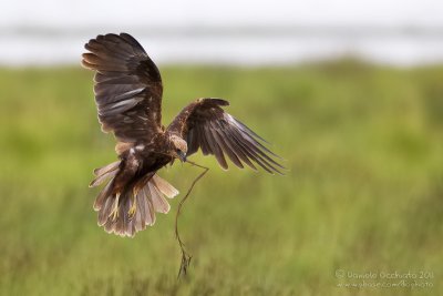 Marsh Harrier (Circus aeruginosus)