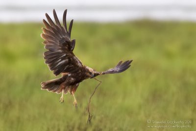 Marsh Harrier (Circus aeruginosus)