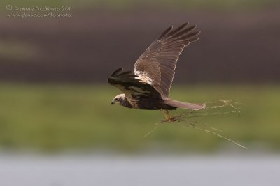 Marsh Harrier (Circus aeruginosus)