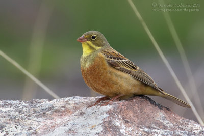 Ortolan Bunting (Emberiza hortulana)