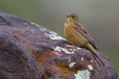 Ortolan Bunting (Emberiza hortulana)