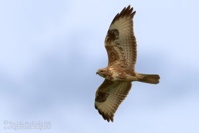 Steppe Buzzard (Buteo buteo ssp vulpinus)