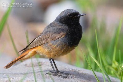 Black Redstart (Phoenicurus ochruros ssp ochruros)