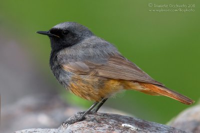 Black Redstart (Phoenicurus ochruros ssp ochruros)