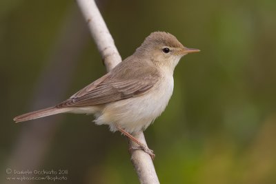 Olivaceous Warbler (Canapino pallido)
