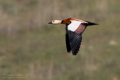 Ruddy Shelduck (Tadorna ferruginea)