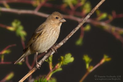 Scarlet Rosefinch (Carpodacus erythrinus ssp kubanensis)