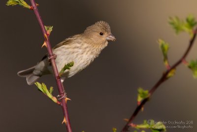 Scarlet Rosefinch (Carpodacus erythrinus ssp kubanensis)