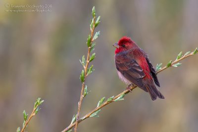 Scarlet Rosefinch (Carpodacus erythrinus ssp kubanensis)