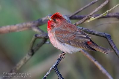 Scarlet Rosefinch (Carpodacus erythrinus ssp kubanensis)