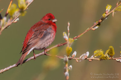 Scarlet Rosefinch (Carpodacus erythrinus ssp kubanensis)
