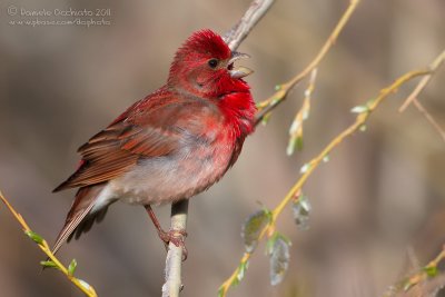 Scarlet Rosefinch (Carpodacus erythrinus ssp kubanensis)