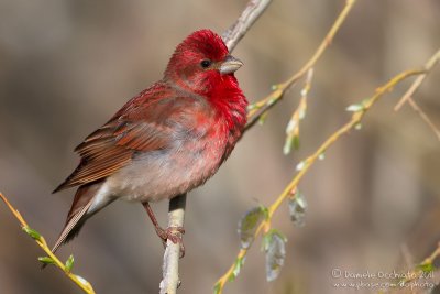 Scarlet Rosefinch (Carpodacus erythrinus ssp kubanensis)