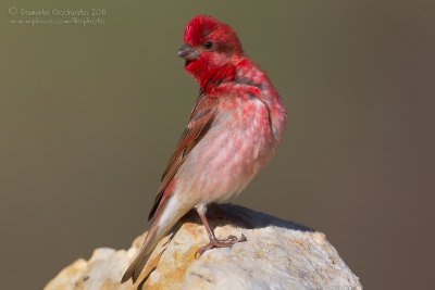 Scarlet Rosefinch (Carpodacus erythrinus ssp kubanensis)