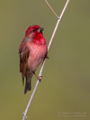 Scarlet Rosefinch (Carpodacus erythrinus ssp kubanensis)