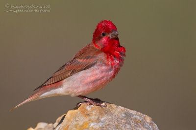 Scarlet Rosefinch (Carpodacus erythrinus ssp kubanensis)