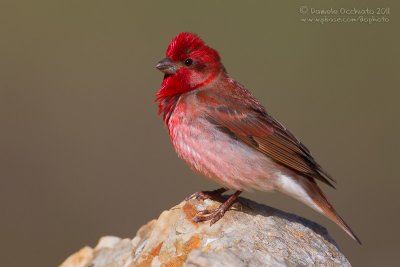 Scarlet Rosefinch (Carpodacus erythrinus ssp kubanensis)