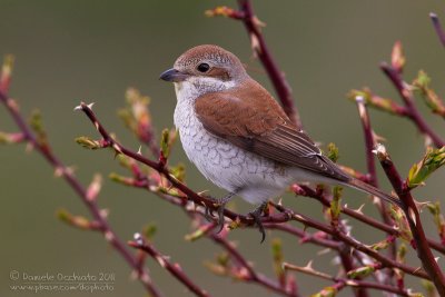 Red-backed Shrike (Lanius collurio)