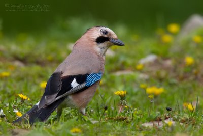 Jay (Garrulus glandarius ssp krynicki)