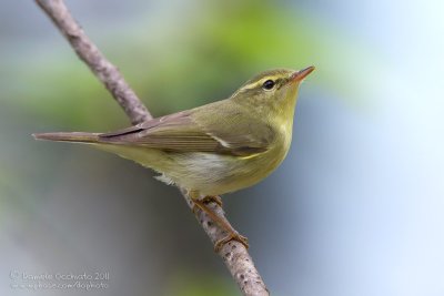 Green Warbler (Phylloscopus nitidus)