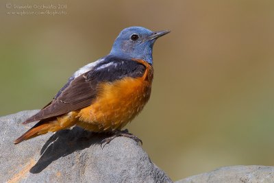 Rock Thrush (Monticola saxatilis)