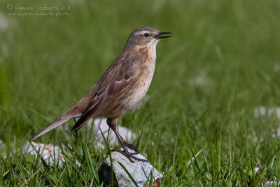 Water Pipit (Anthus spinoletta ssp coutelli)