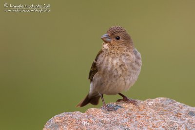 Scarlet Rosefinch (Carpodacus erythrinus ssp kubanensis)