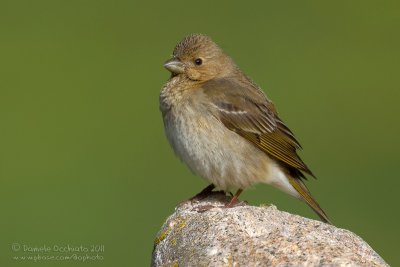 Scarlet Rosefinch (Carpodacus erythrinus ssp kubanensis)