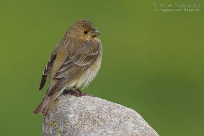 Scarlet Rosefinch (Carpodacus erythrinus ssp kubanensis)