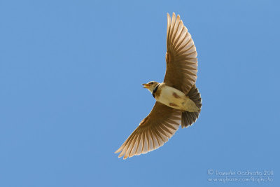 Bimaculated Lark (Melanocorypha bimaculata ssp rufescens)