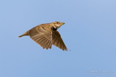 Bimaculated Lark (Melanocorypha bimaculata ssp rufescens)