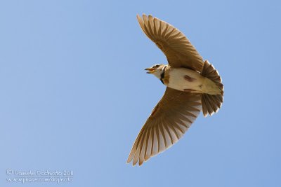 Bimaculated Lark (Melanocorypha bimaculata ssp rufescens)