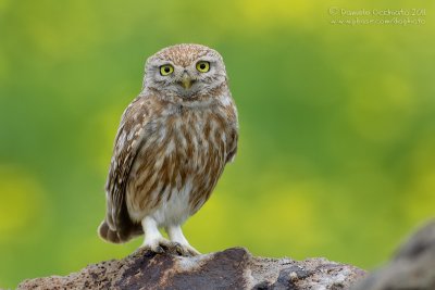 Little Owl (Athene noctua ssp indigena)