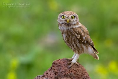 Little Owl (Athene noctua ssp indigena)