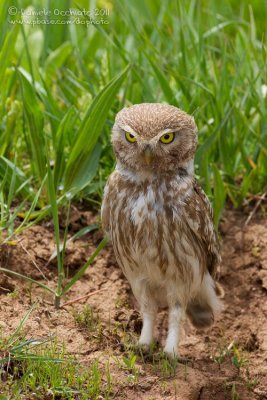 Little Owl (Athene noctua ssp indigena)