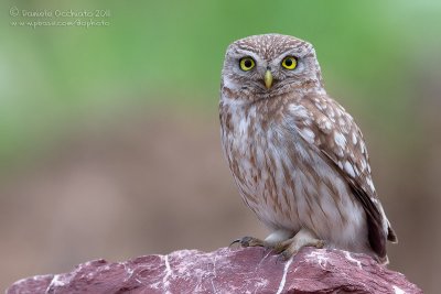 Little Owl (Athene noctua ssp indigena)