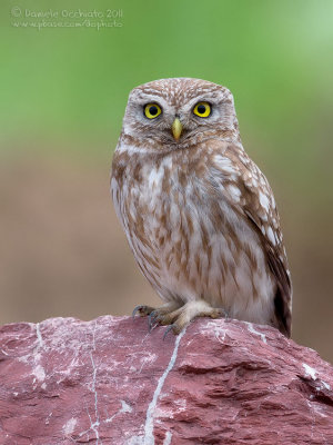 Little Owl (Athene noctua ssp indigena)