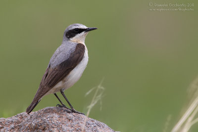 Northern Wheatear (Oenanthe oenanthe ssp libanotica)